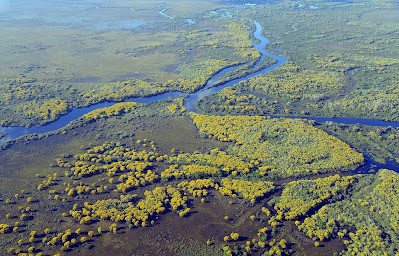 Pantanal River Wetland Nature Landscape