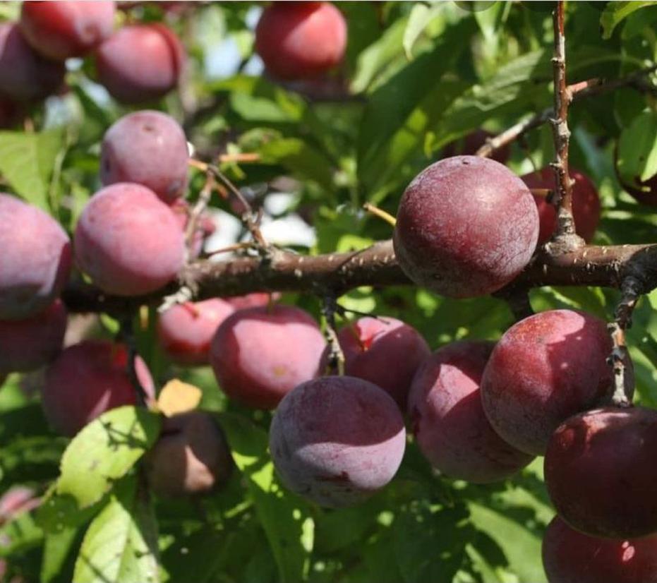 bibit red plum Madiun