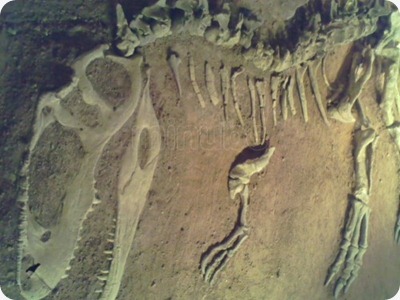 neuquen-museo