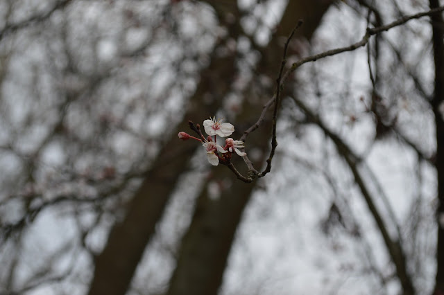 My Sunday Photo: The First Blossom 