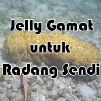 Jelly Gamat untuk Radang Sendi