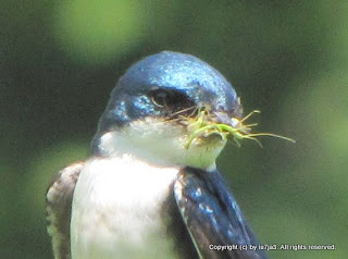 Tree Swallow