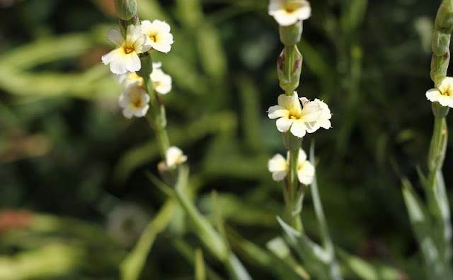 Sisyrinchium Striatum Flowers Pictures