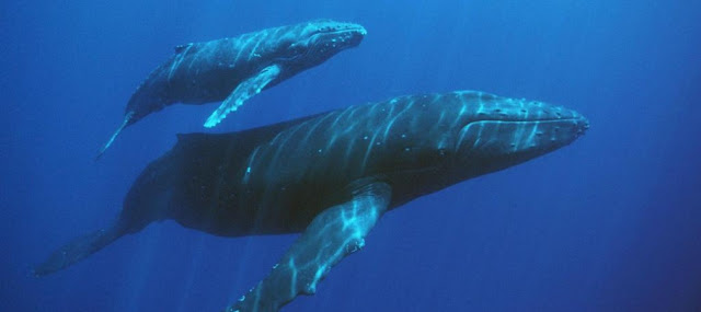 Cria y madre de ballena azul