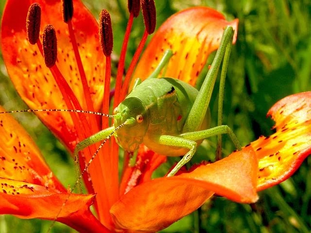Amazing This Cute Grasshopper