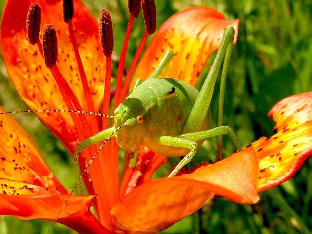 Amazing This Cute Grasshopper