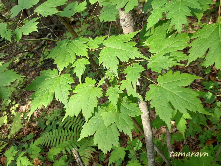 Клён бородатый / Клён бородчатонервный (Acer barbinerve)