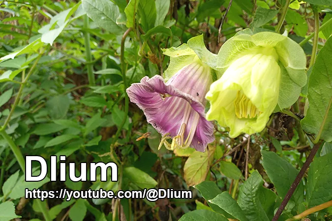 Dlium Cup and saucer vine (Cobaea scandens)
