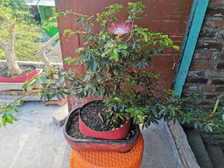 Bonsai Kaliandra /  Sulimaraja / Calliandra Trinervia