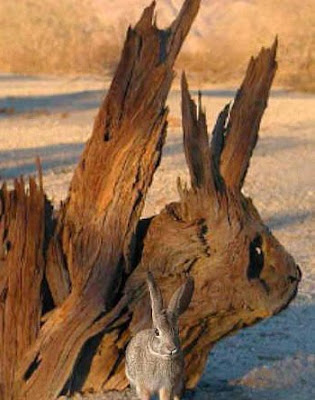 Hidden Rabbit Optical Illusion