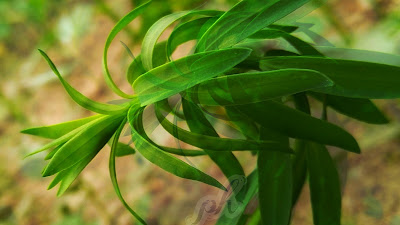 Latest nature picture