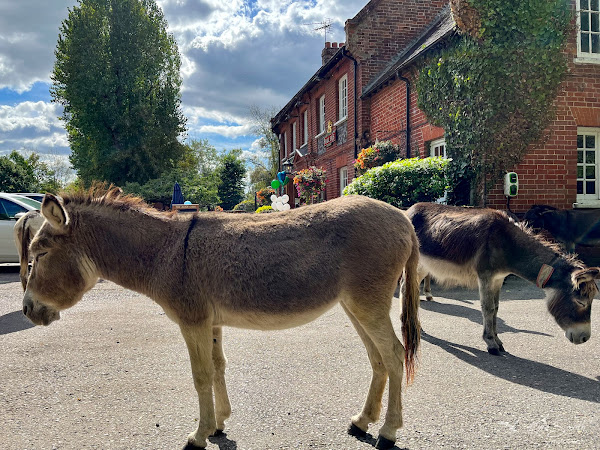 Free-ranging donkeys