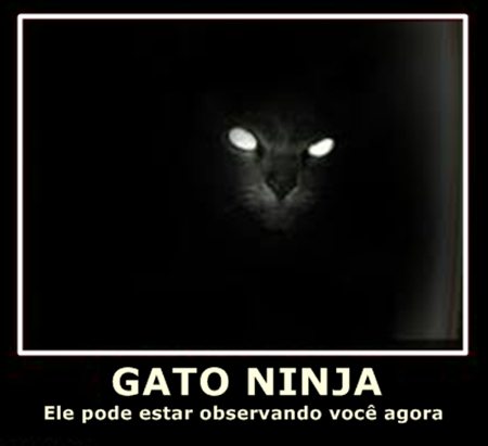 Gatos Ninjas