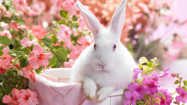 Cute Rabbit Wallpaper Free Download