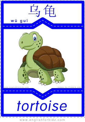 Tortoise - English-Chinese flashcards to learn names of wild animals