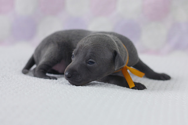 Italian Greyhound puppies