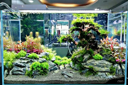 desain aquascape simple