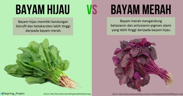 Bayam Hijau Dan Bayam Merah Mana Yang Lebih Menyehatkan Persagi Bandung