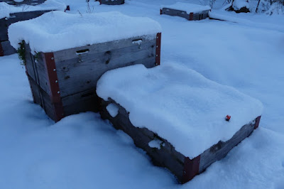 Gartenrundgang Januar - Hochbeete; Hochbeete im Januar