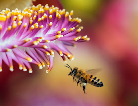 IMÁGENES DE ABEJAS - IMAGES OF BEES.