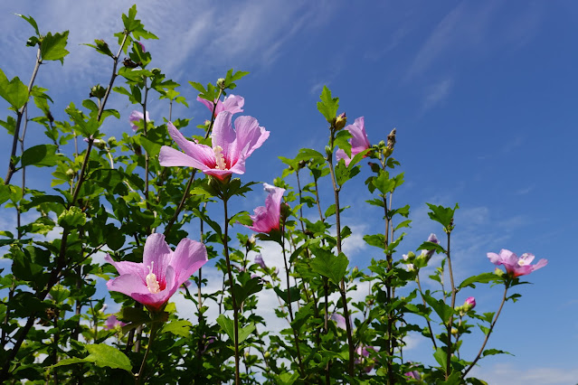 鳥取県米子市両三柳　弓ヶ浜公園　槿（ムクゲ）