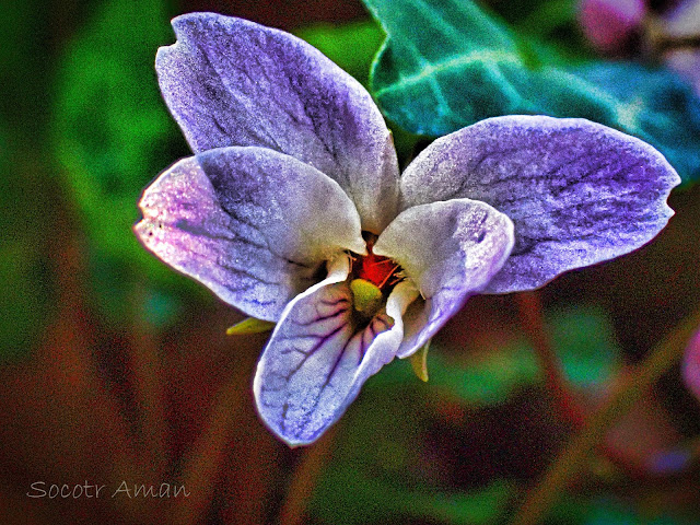 Viola tokubuchiana