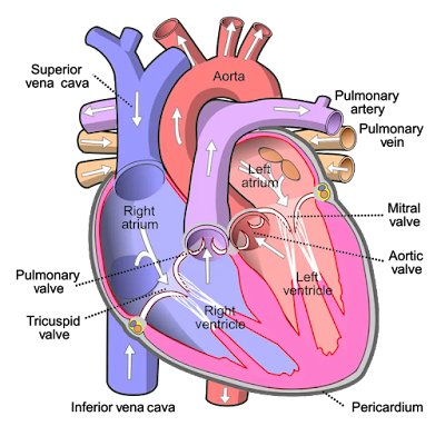 internal structure of human heart