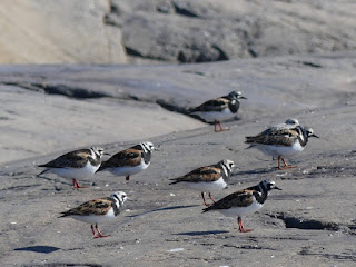 Arenaria interpres - Tournepierre à collier