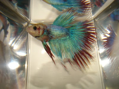 crowntail betta splenden