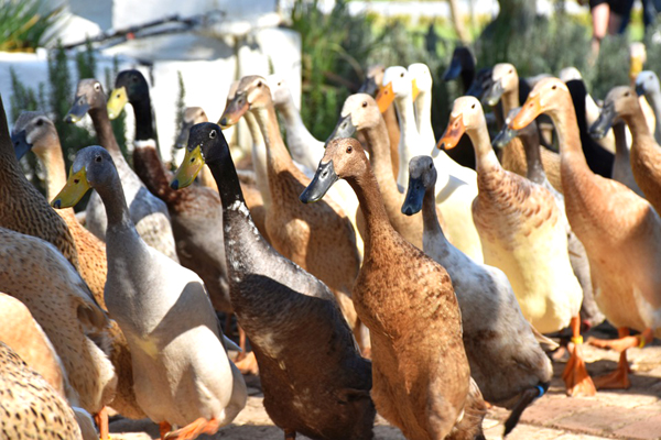 duck, duck farming, farming duck, duck raising, rearing duck, duck photo, duck picture, commercial duck farming, duck farming business, duck farming profits, is duck farming profitable, how to start duck farming business