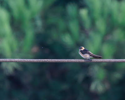 Red-rumped-Swallow-on-wire