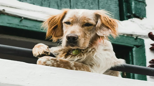 Dog