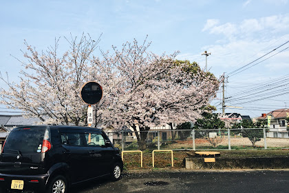 Sakura 2017: Here and There in Sasebo