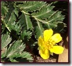 Silverweed close-up