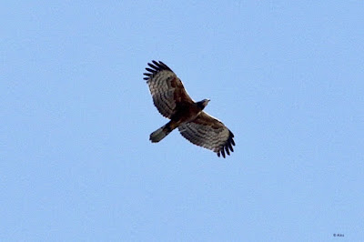 Oriental Honey-buzzard