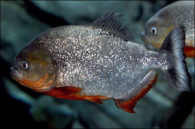 Resultado de imagem para piranhas- peixes