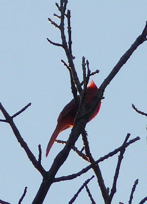 cardinal