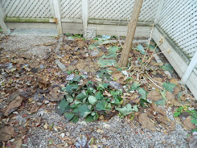 Toronto Cabbagetown Fall Cleanup Backyard Before by Paul Jung Gardening Services Inc.--a Toronto Gardening Company