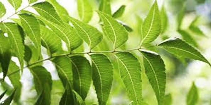 Neem Leaves:పరగడుపున 2 వేపాకులను తింటే ఎన్నో ప్రయోజనాలు...మీకు తెలుసా?