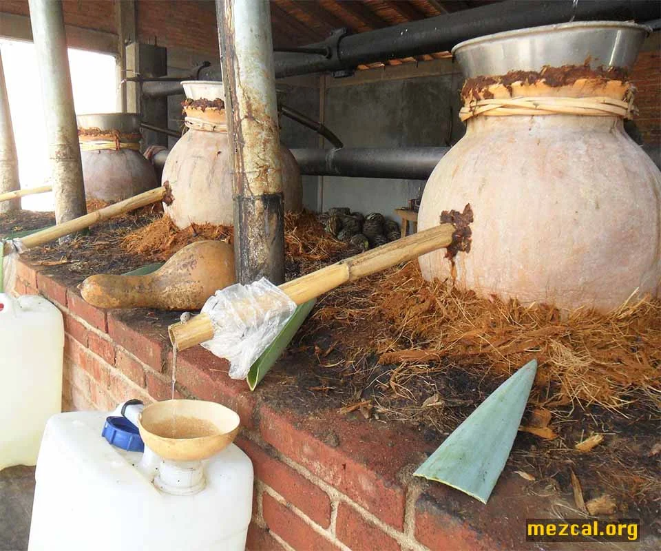 Le mezcal est une boisson alcoolisée intrinsèquement mexicaine, issue d'une diversité d'agaves.