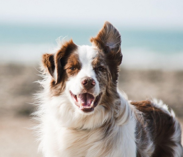 farm dog, perfect farm dog, how to pick the farm dog