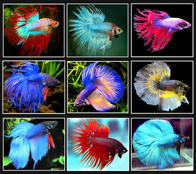 Ikan Laga - Fighting Fish @ Betta Splendens