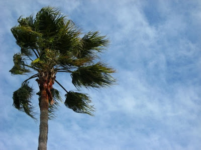 blustery palm