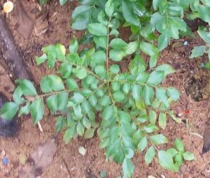 Curry Leaves (Kadi Patta) - Get Rid of Dandruff