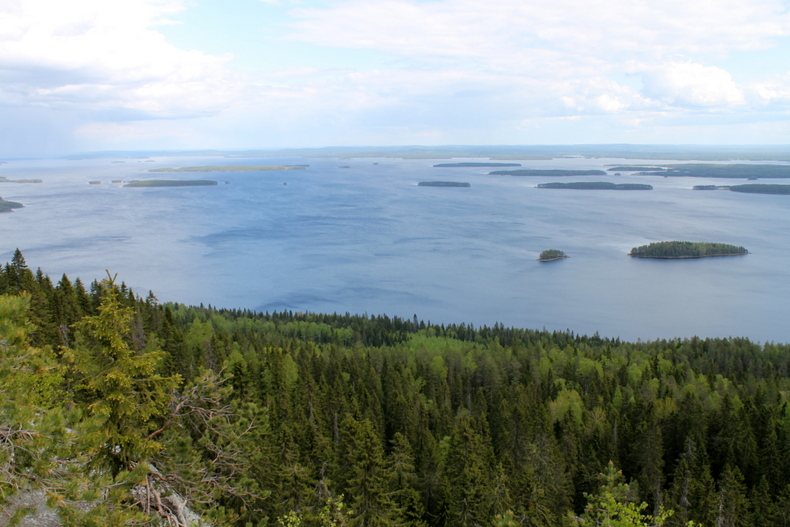 Koli