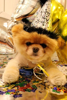 Meet Boo the Cutest Pomeranian Dog Seen On www.coolpicturegallery.us