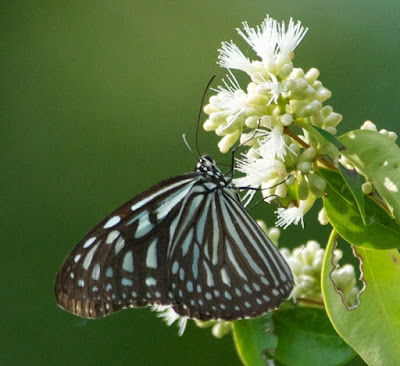 Dark Glassy Tiger (Parantica a agleoides)