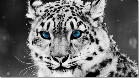 foto leopardo de las nieves