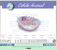 https://constructor.educarex.es/constructor/constructor/workspaces/2113/documentos/9680/index_web.php?id_usuario=2113&id_ode=9680&titulo_ode=C%C3%A9lula%20eucariota%20animal#.VlS_vL_kqao
