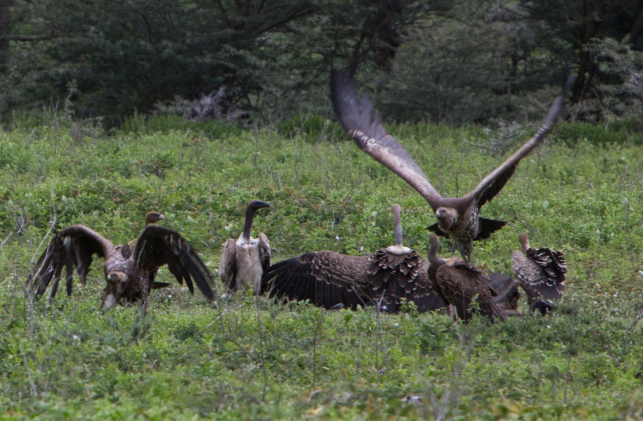 Tibet Sky Burial: Most Extreme Burial Ritual Vultures Eating Dead Bodies